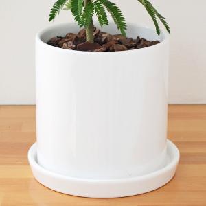観葉植物 エバーフレッシュ アカサヤネムノキ ...の詳細画像3