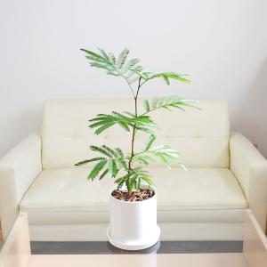 観葉植物 エバーフレッシュ アカサヤネムノキ ...の詳細画像4