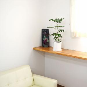 観葉植物 エバーフレッシュ アカサヤネムノキ ...の詳細画像5