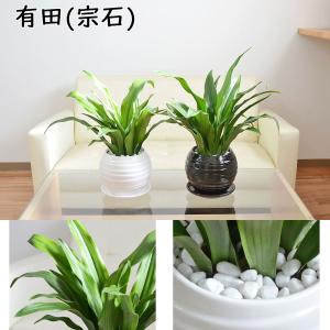 観葉植物 万年青 オモト 宝船 あけぼの 有田...の詳細画像2