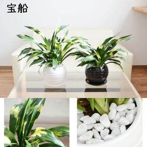 観葉植物 万年青 オモト 宝船 あけぼの 有田...の詳細画像3