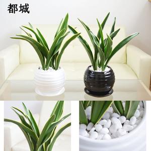 観葉植物 万年青 オモト 宝船 あけぼの 有田...の詳細画像5