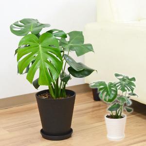観葉植物 モンステラ セラアート鉢 6号 ホワイト 白 ブラック 黒 セラート鉢 おしゃれ 本物 大型 インテリア 室内