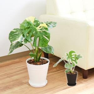 観葉植物 モンステラ タイコンステレーション 斑入り デリシオーサ セラアート鉢 6号 ホワイト 白 ブラック 黒 セラート鉢 おしゃれ 本物 大型 インテリア 室内