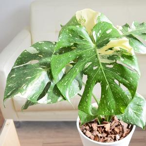観葉植物 モンステラ タイコンステレーション ...の詳細画像1