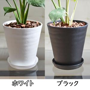 観葉植物 モンステラ タイコンステレーション ...の詳細画像3