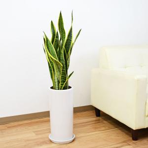 観葉植物 サンスベリア サンセベリア ローレンティ トラの尾 多肉植物 陶器鉢 円柱形 7号 ホワイト 白 ツヤあり おしゃれ 本物 大型 インテリア 室内