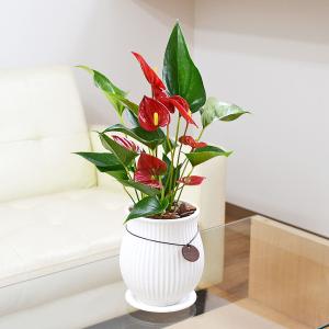 観葉植物 アンスリウム ベニウチワ アンスリューム きらら 陶器鉢 たて線 縦縞 タグ付き 4号 ホワイト 白 おしゃれ 小さい 棚 本物 インテリア 室内