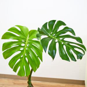 観葉植物 モンステラ 幹上がり 幹立ち 株立ち...の詳細画像1
