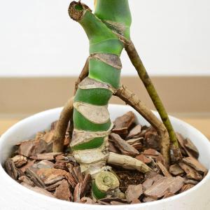 観葉植物 モンステラ 幹上がり 幹立ち 株立ち...の詳細画像2