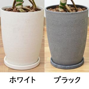 観葉植物 モンステラ 幹上がり 幹立ち 株立ち...の詳細画像4