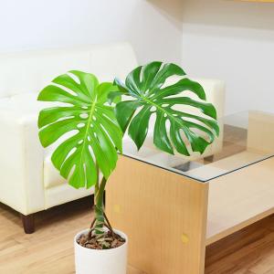観葉植物 モンステラ 幹上がり 幹立ち 株立ち...の詳細画像5