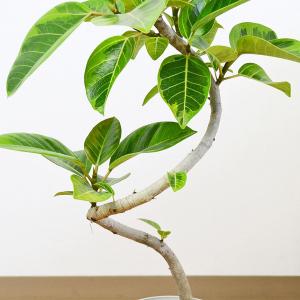 観葉植物 フィカス アルテシーマ アルテシマゴ...の詳細画像2