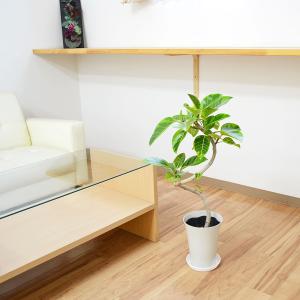 観葉植物 フィカス アルテシーマ アルテシマゴ...の詳細画像5
