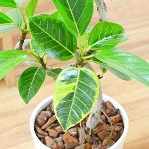 観葉植物 フィカス アルテシーマ アルテシマゴ...の詳細画像1