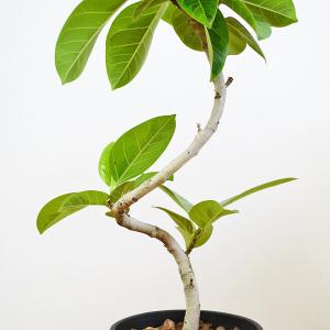 観葉植物 フィカス アルテシーマ アルテシマゴ...の詳細画像2