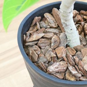 観葉植物 フィカス アルテシーマ アルテシマゴ...の詳細画像3