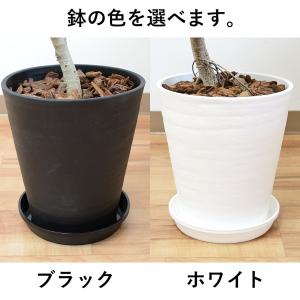 観葉植物 フィカス アルテシーマ アルテシマゴ...の詳細画像4