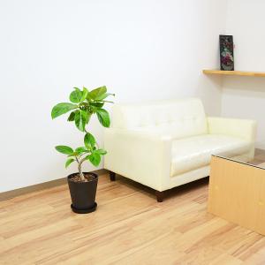 観葉植物 フィカス アルテシーマ アルテシマゴ...の詳細画像5