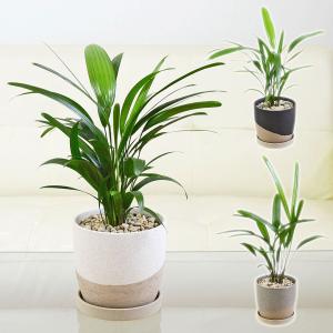 観葉植物 観音竹 カンノンチク ヤシ 4号 陶器鉢 レヒーポット ホワイト 白 ブラック 黒 グレー おしゃれ 本物 小さい 棚 お祝い インテリア 室内