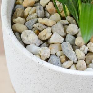 観葉植物 観音竹 カンノンチク ヤシ 4号 陶...の詳細画像2