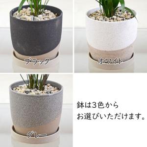 観葉植物 観音竹 カンノンチク ヤシ 4号 陶...の詳細画像3