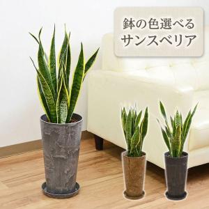 サボテン カクタス 柱サボテン 鬼面閣 金鯱 キンシャチ 陶器鉢 三つ足