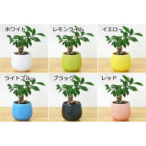 ミニ観葉植物 ガジュマル(多幸の木)陶器鉢付き...の詳細画像1