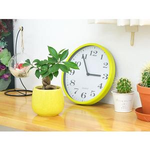 ミニ観葉植物 ガジュマル(多幸の木)陶器鉢付き...の詳細画像2