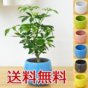 ミニ観葉植物 ホンコンカポック(シェフレラ)陶器鉢付き(ハイドロカルチャー)