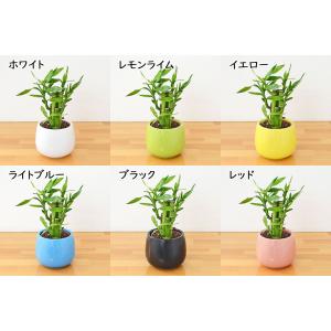 観葉植物 ミニ ミリオンバンブー 万年竹 開運...の詳細画像1
