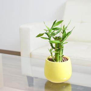観葉植物 ミニ ミリオンバンブー 万年竹 開運...の詳細画像2