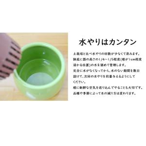 観葉植物 ミニ ミリオンバンブー 万年竹 開運...の詳細画像5