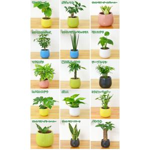観葉植物 ミニ ハイドロカルチャー 3鉢セット...の詳細画像1