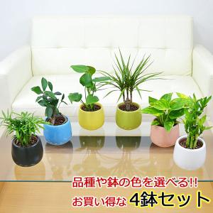 観葉植物ミニ ハイドロカルチャー陶器鉢付き 4鉢セット おしゃれ お祝い 水耕栽培｜フラワーコーポレーション