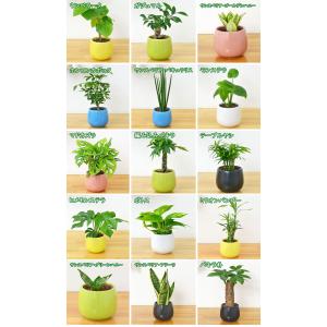 観葉植物ミニ ハイドロカルチャー陶器鉢付き 4...の詳細画像1