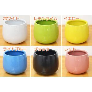 観葉植物ミニ ハイドロカルチャー陶器鉢付き 4...の詳細画像2