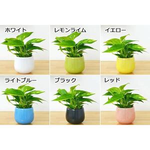 ミニ観葉植物 ポトス陶器鉢付き(ハイドロカルチャー)の詳細画像1