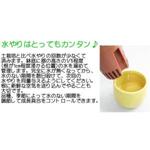 ミニ観葉植物 ポトス陶器鉢付き(ハイドロカルチャー)の詳細画像5