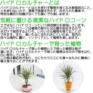 観葉植物ミニ ハイドロカルチャー 3鉢セット ...の詳細画像5