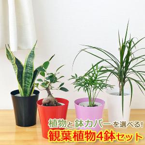 選べる4鉢セット おしゃれ お祝い 鉢カバー付き...
