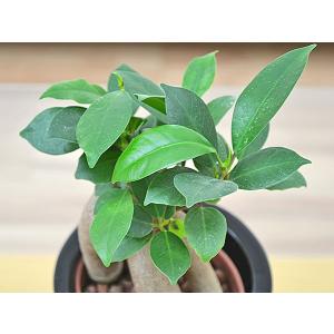 ミニ観葉植物 ガジュマル ハイドロカルチャース...の詳細画像3