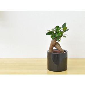 ミニ観葉植物 ガジュマル ハイドロカルチャース...の詳細画像4