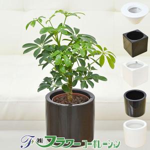 ミニ観葉植物 ホンコンカポック シェフレラ ハイドロカルチャースタイリッシュ陶器鉢付き｜flower-c