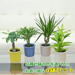 観葉植物ミニ ハイドロカルチャー 4鉢セット ガジュマル パキラ ヤシ ドラセナ サンスベリア おしゃれ お祝い パステルカラー陶器鉢付き Sskan フラワーコーポレーション 通販 Yahoo ショッピング