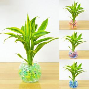 フラワーコーポレーション ドラセナ 観葉植物種類で選ぶ Yahoo ショッピング