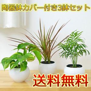 観葉植物 品種おまかせ3鉢セット ホワイト陶器鉢カバー付き