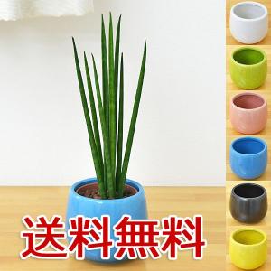 ミニ観葉植物 サンスベリア・バキュラリス陶器鉢付き(ハイドロカルチャー)