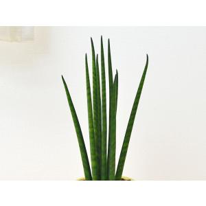 ミニ観葉植物 サンスベリア・バキュラリス陶器鉢...の詳細画像1