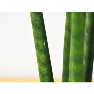 ミニ観葉植物 サンスベリア・バキュラリス陶器鉢...の詳細画像2
